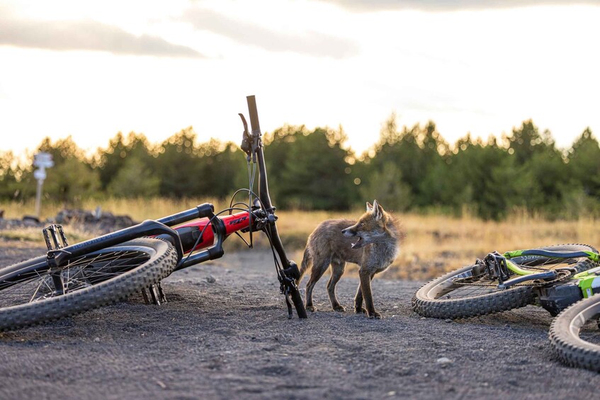 Picture 6 for Activity Mount Etna: All around on E-Bike