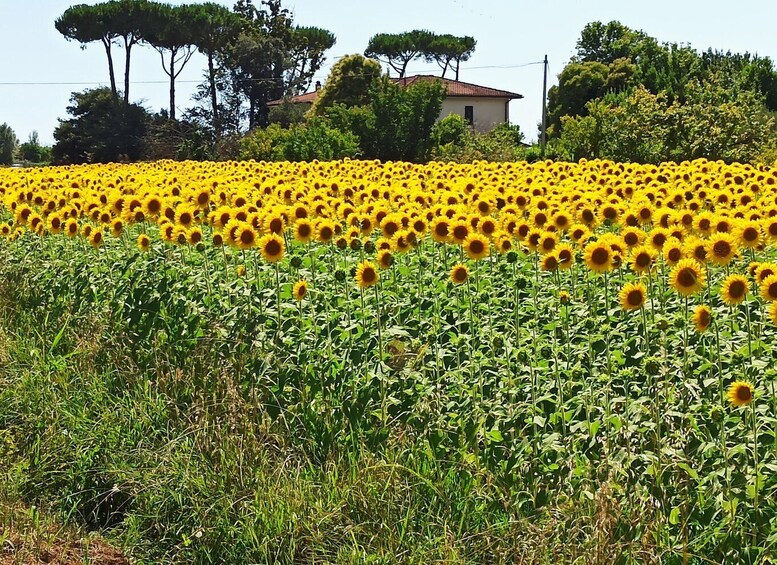 Picture 14 for Activity From Florence: Pisa/Chianti Half Day Tour with Wine Tasting