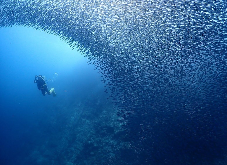 Picture 5 for Activity Cebu: Beach Scuba Diving Experience