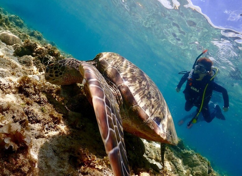 Picture 2 for Activity Cebu: Beach Scuba Diving Experience with Transfer and Gear