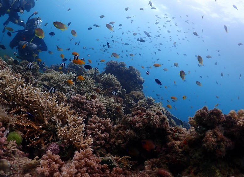 Picture 5 for Activity Cebu: Beach Scuba Diving Experience with Transfer and Gear