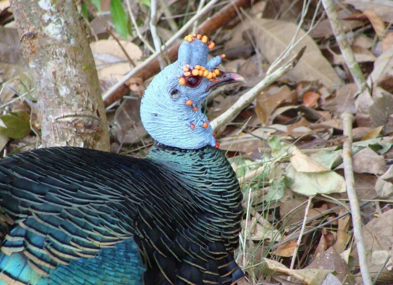 Picture 1 for Activity Calakmul: The Jewel in the Jungle