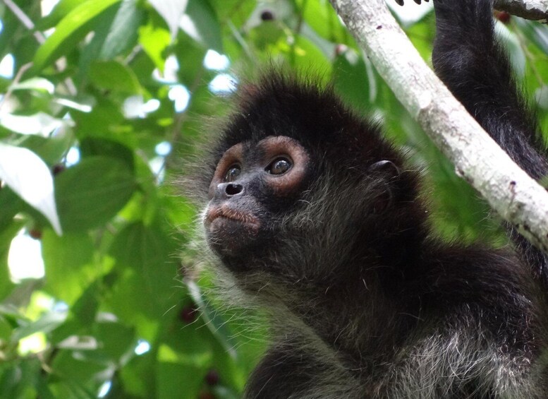 Picture 5 for Activity Calakmul: The Jewel in the Jungle