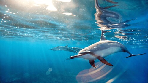 Discover Mauritius: Dolphin Watch, Snorkeling, BBQ Lunch