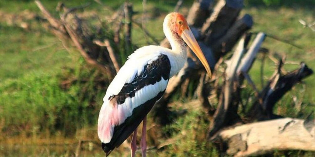 Picture 2 for Activity Bundala: Full Day Safari with Picnic Lunch from Hambantota!