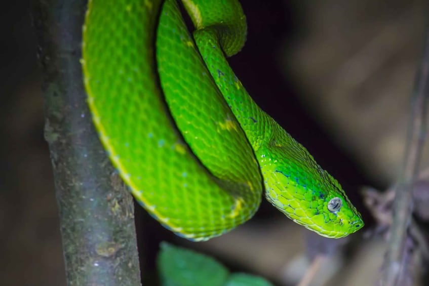 Picture 5 for Activity Monteverde: Kinkajou Forest Night Walking Tour