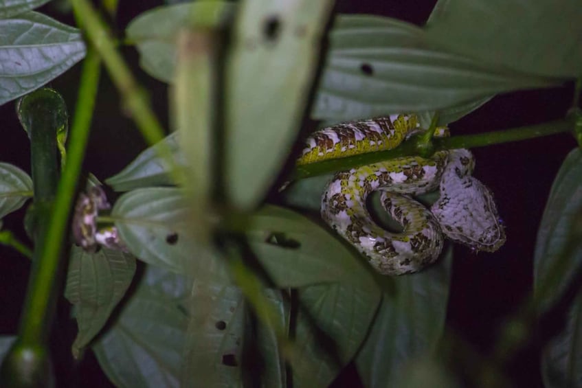 Picture 1 for Activity Monteverde: Kinkajou Forest Night Walking Tour