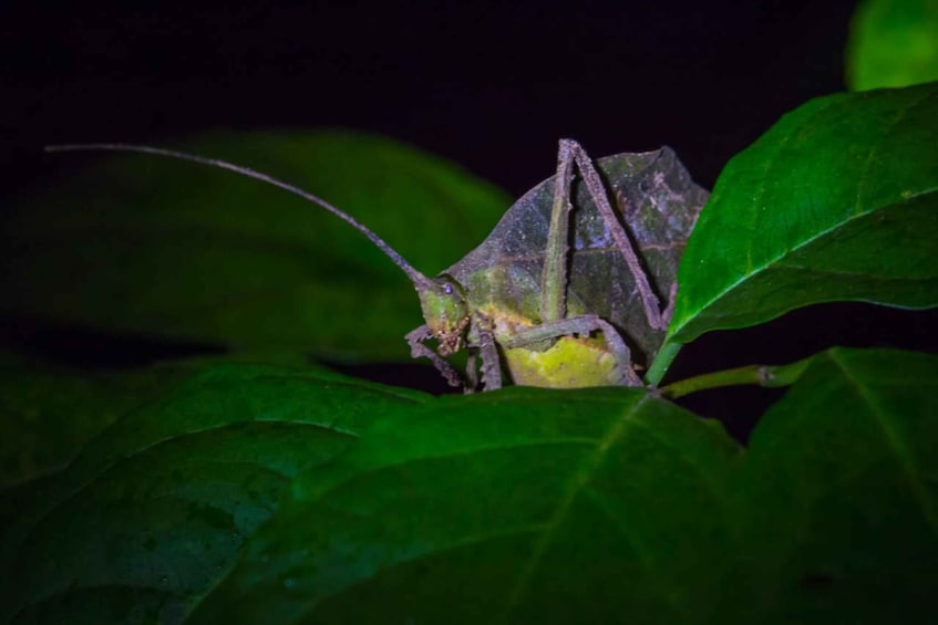 Picture 2 for Activity Monteverde: Kinkajou Forest Night Walking Tour