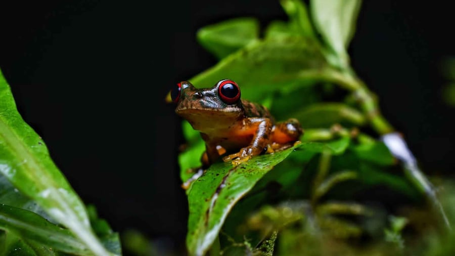 Monteverde: Kinkajou Forest Night Walking Tour
