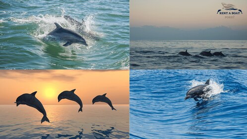 Private Family Dolphin Tour in Poreč