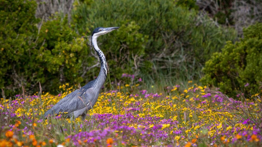 Picture 1 for Activity West Coast National Park. Private Tour.