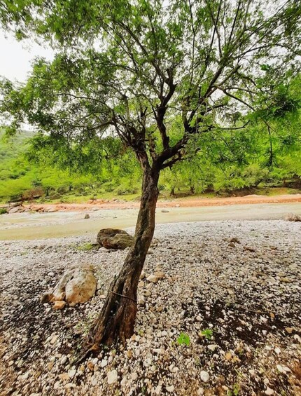 Picture 14 for Activity Salalah: Half-Day Guided Tour to Wadi Darbat & Mount Samhan