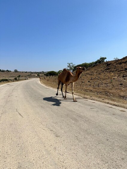 Picture 5 for Activity Salalah: Half-Day Guided Tour to Wadi Darbat & Mount Samhan