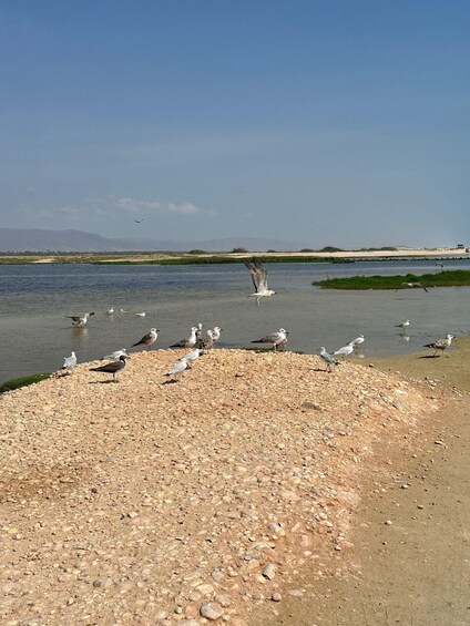 Picture 4 for Activity Salalah: Half-Day Guided Tour to Wadi Darbat & Mount Samhan