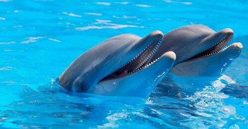 Alanya: Sealanya Dolphinpark Dolphin Show Tour