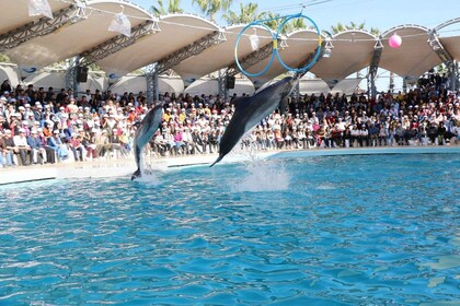 Alanya: Sealanya Dolphinpark Dolphin Show Tour