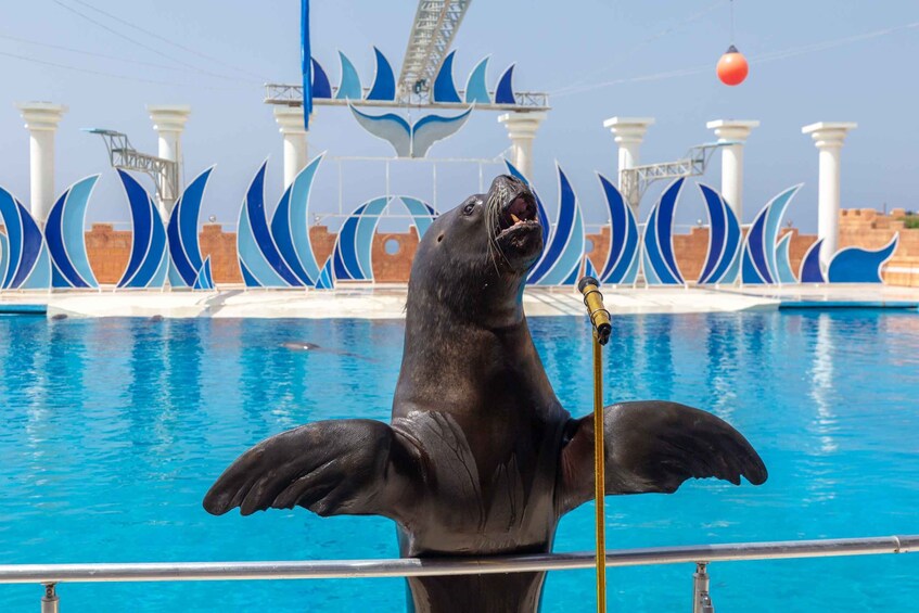 Picture 4 for Activity Alanya: Sealanya Dolphinpark Dolphin Show Tour