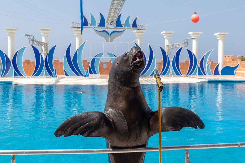 Picture 4 for Activity Alanya: Sealanya Dolphinpark Dolphin Show Tour