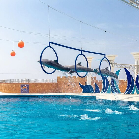 Picture 2 for Activity Alanya: Sealanya Dolphinpark Dolphin Show Tour