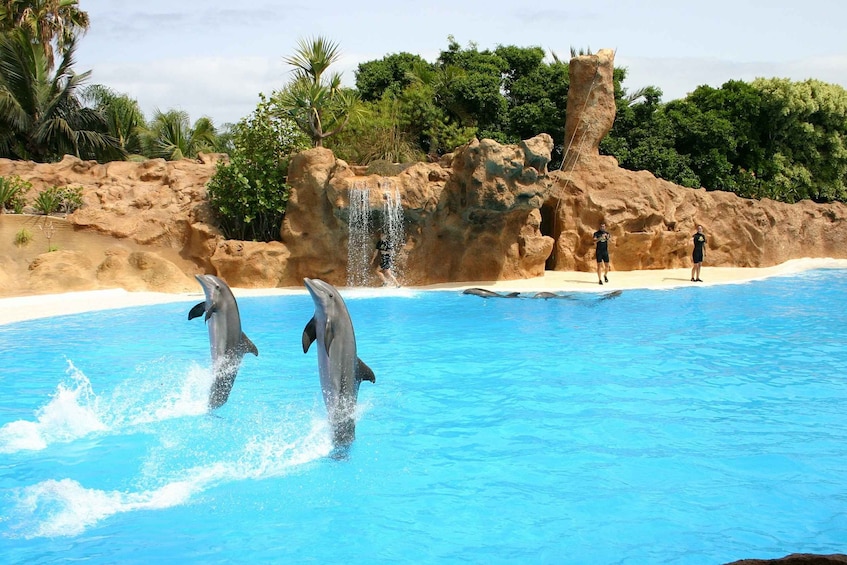 Picture 1 for Activity Alanya: Sealanya Dolphinpark Dolphin Show Tour