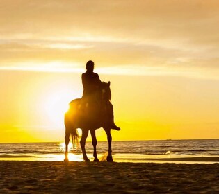 カルタヘナ：夕暮れのビーチで乗馬体験