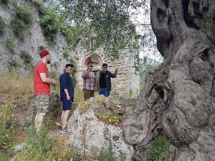 Tour group looking at a tree in Corfu