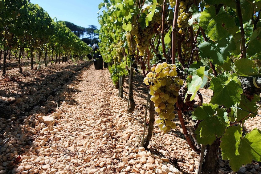 Picture 4 for Activity Mount Vesuvius Wine Tour with Tastings and Lunch