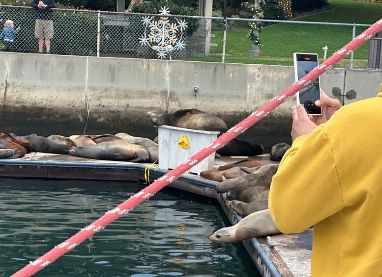 Picture 2 for Activity Sea Lion Excursion