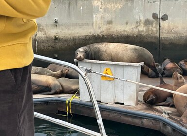 Excursión con leones marinos