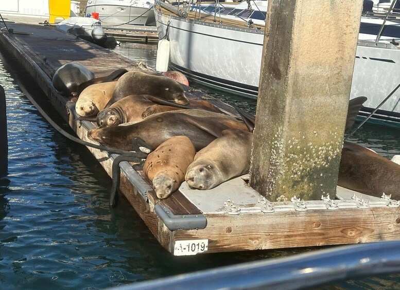 Picture 1 for Activity Sea Lion Excursion