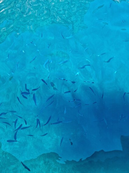 Picture 10 for Activity From Hvar: Blue Cave, Green Cave & 5 Islands Speedboat Tour