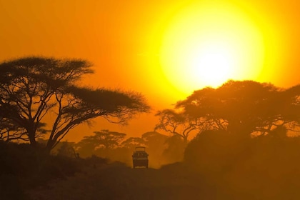 Ab Ella: Udawalawe-Safari mit Elefanten-Transit-Heimbesuch