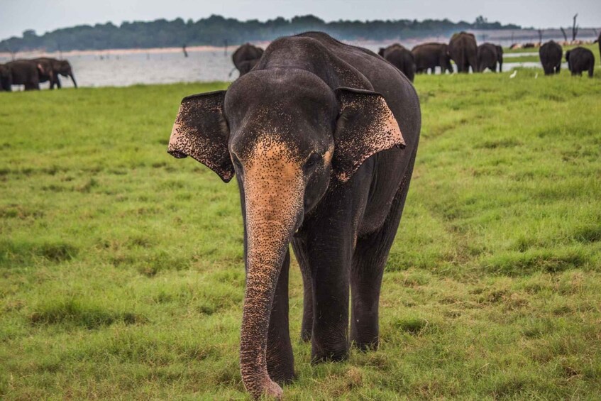 Picture 10 for Activity From Ella: Udawalawe Safari with Elephant Transit Home Visit