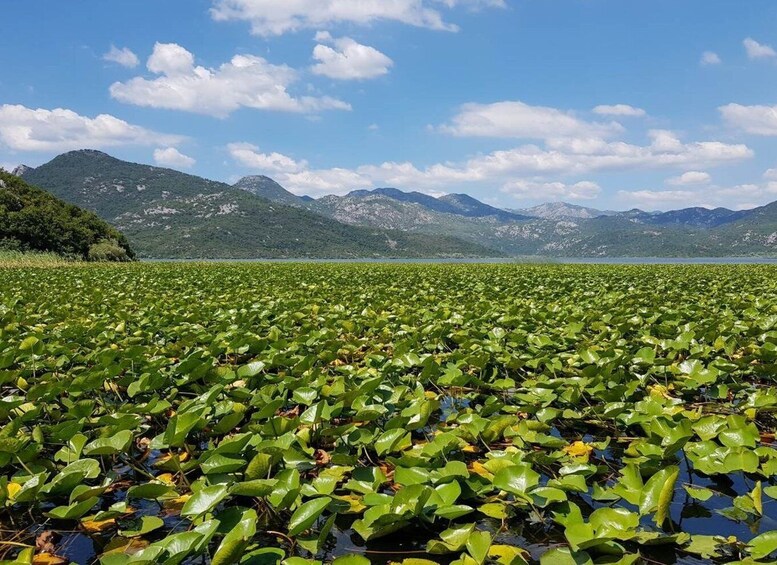 Picture 14 for Activity Explore Skadar Lake: Exclusive Guided Boat Falcon Tour!