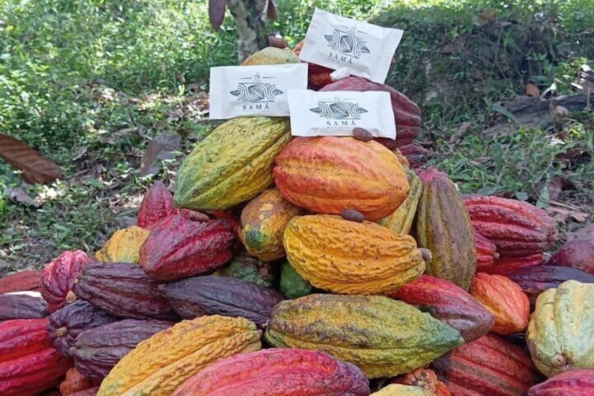 Chocolate roads at Camantours with Waterfall Experience