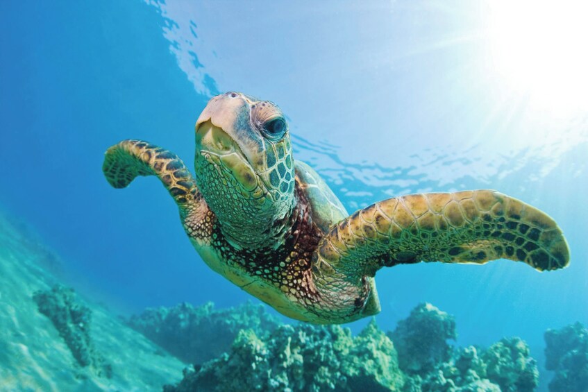 Kawaihae Luxury Snorkel Cruise