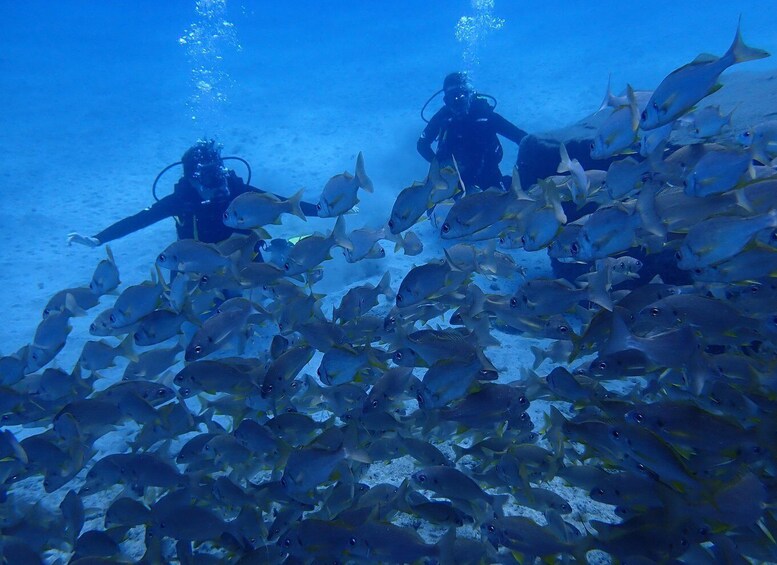 Picture 8 for Activity First Experience underwater. Try Scuba Diving