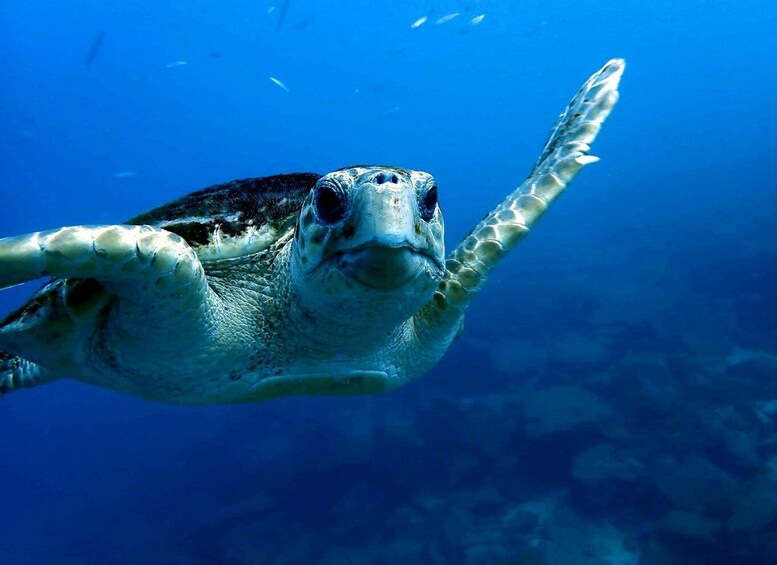 Picture 13 for Activity First Experience underwater. Try Scuba Diving
