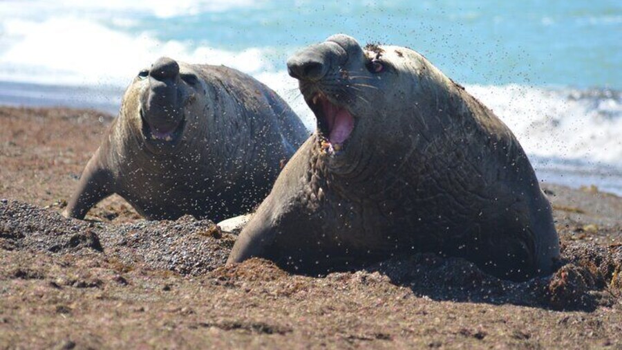 Elephant Seals