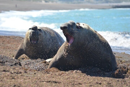 Excursión Península Valdés con Avistaje de Ballenas incluido
