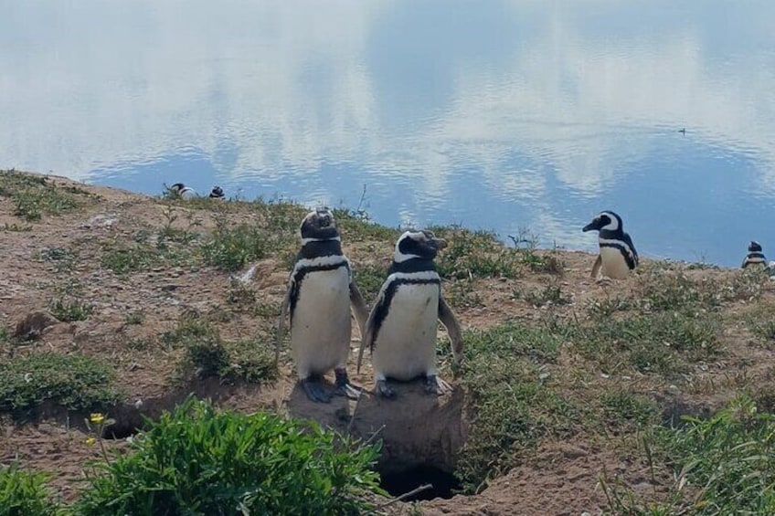 Magellanic Penguin Colony (September to early April)