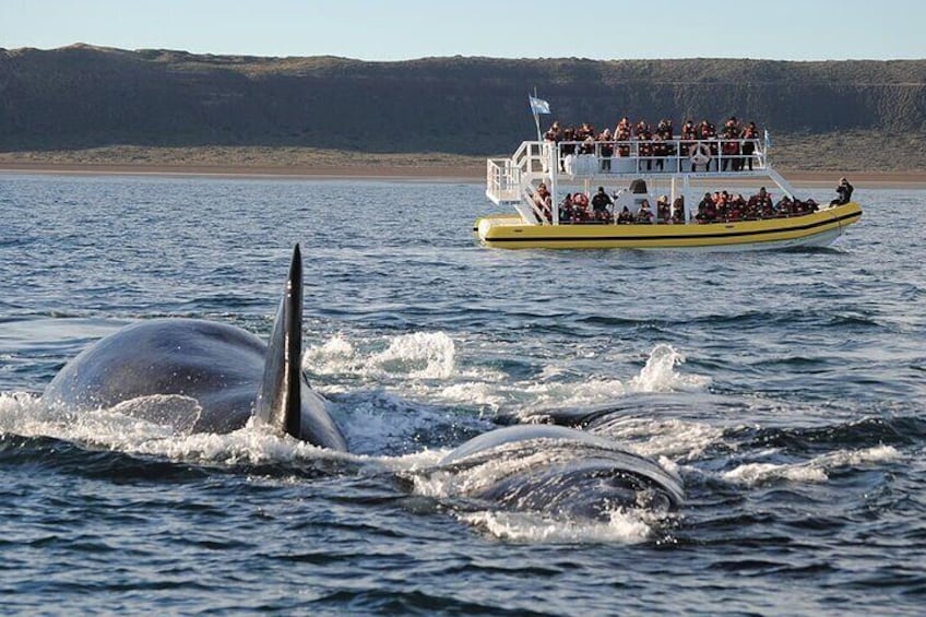 Whale Watching Navigation (July to early December)