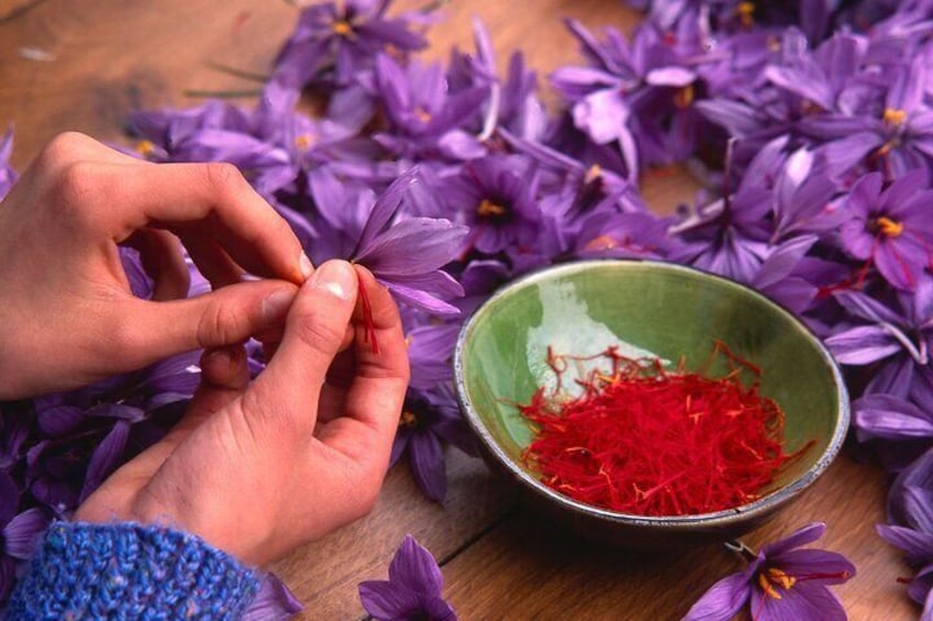 Olmedo Guided Saffron Laboratory Tour with Tasting