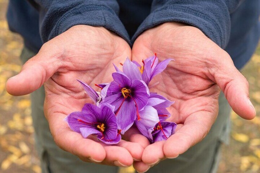 Olmedo Guided Saffron Laboratory Tour with Tasting