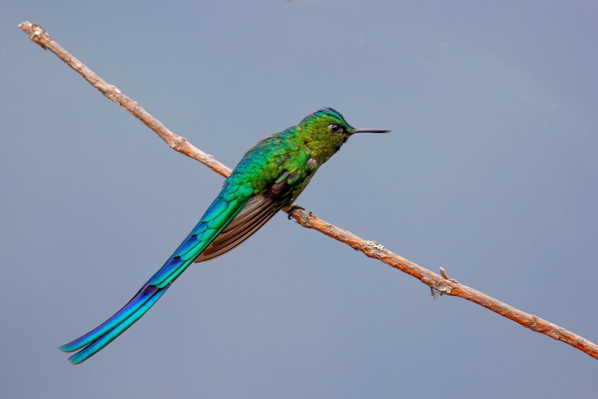 Machu Picchu Birding Tour from Ollantaytambo