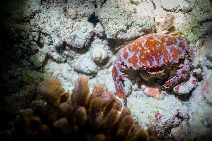 Night Dive Adventure in Oahu