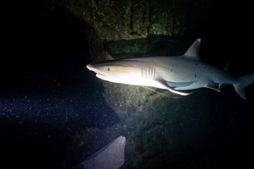 Night Dive Adventure in Oahu