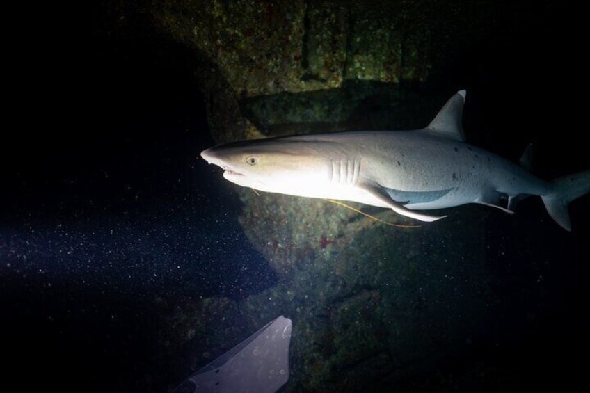 Night Dive Adventure in Oahu