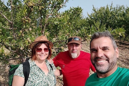 Oleotourism Caruso Between Art Olive Trees and Landscapes