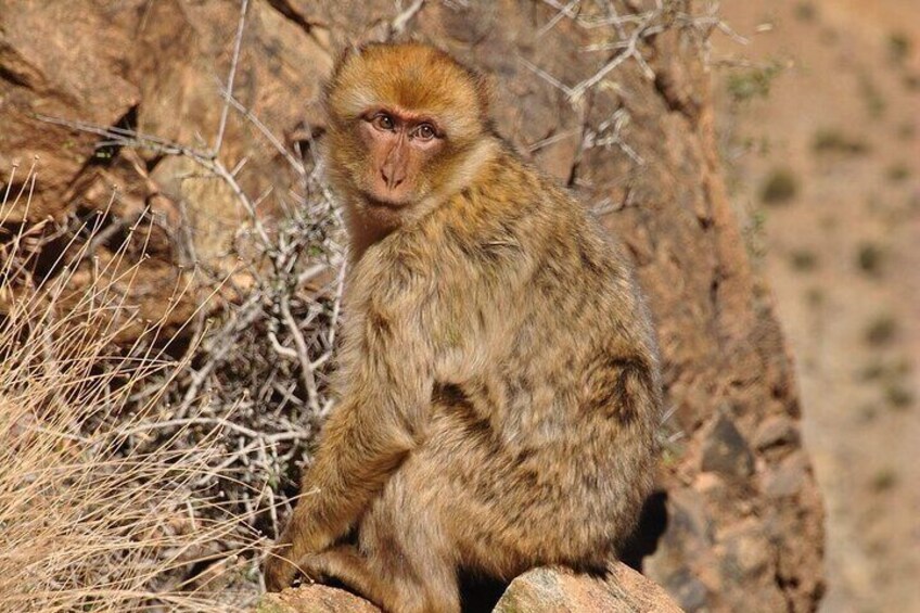 Day Trip to the Ourika Valley from Marrakech